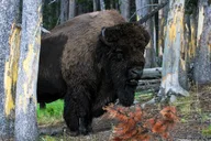 Yellowstone National Park Private Tour with Lunch thumbnail 2