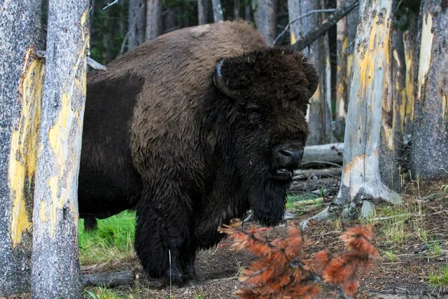 Yellowstone National Park Private Tour with Lunch - Image 2
