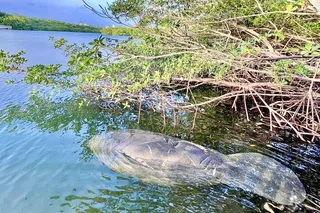 Miami Manatee Paddle Tour from Virginia Key 2 hr