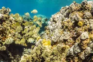 Maui Kaanapali Beach Snorkel Tour with BBQ Lunch thumbnail 6