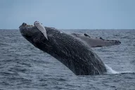 Waikīkī Whale Watching Exploration thumbnail 4