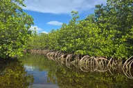 Geiger Key Mangrove Eco-Tour Adventure thumbnail 3