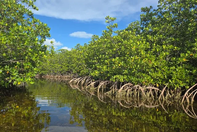 Geiger Key Mangrove Eco-Tour Adventure - Image 3
