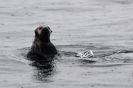 Sitka Marine Wildlife Tour thumbnail 3