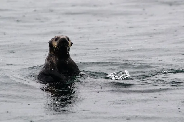 Sitka Marine Wildlife Tour - Image 3
