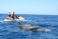 Destin Crab Island Dolphin Jet Ski Tour 2 hr thumbnail 5