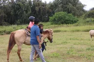 Laie Pony Rides for Kids 30 Min thumbnail 5