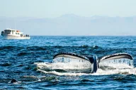 Monterey Whale Watching Tour 3 hr thumbnail 1