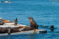 San Diego Seal Tour thumbnail 4