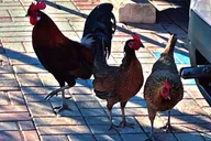 Cayo Hueso Walking Food Tour thumbnail 6