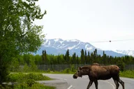 Anchorage Trolley City Tour thumbnail 5
