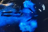 Banana River Bioluminescent Comb Jelly & Dolphin Tour thumbnail 3