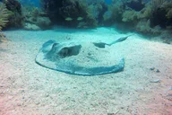 Key Largo Scuba Diving Experience thumbnail 4