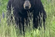 Anchorage Wildlife Conservation Center and Portage Valley Tour thumbnail 2