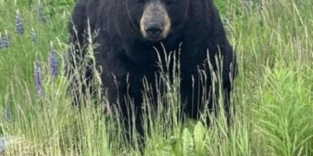 Anchorage Wildlife Conservation Center and Portage Valley Tour - Image 2
