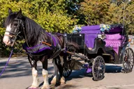 New York City Horse-Drawn Carriage Ride thumbnail 1