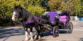 New York City Horse-Drawn Carriage Ride