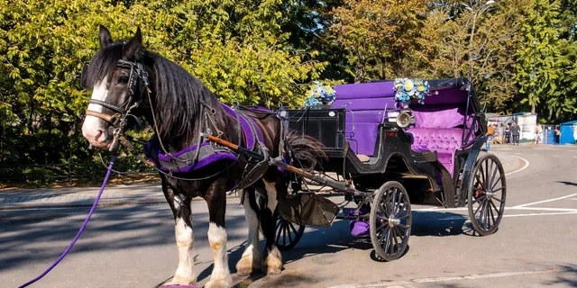 New York City Horse-Drawn Carriage Ride - Image 1