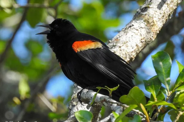 Charleston Bird Watching Tour 75 Min - Image 5