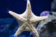 Orlando Madame Tussauds and SEA LIFE Combo Ticket thumbnail 4