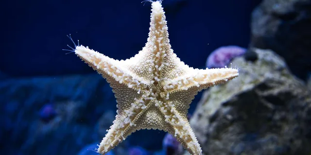 Orlando Madame Tussauds and SEA LIFE Combo Ticket - Image 4