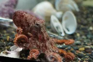 San Francisco Aquarium Tour 90 Min thumbnail 3