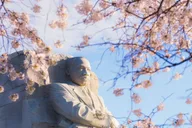 Washington DC Cherry Blossom Bus Tour with Tidal Basin Walk thumbnail 1