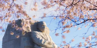 Washington DC Cherry Blossom Bus Tour with Tidal Basin Walk