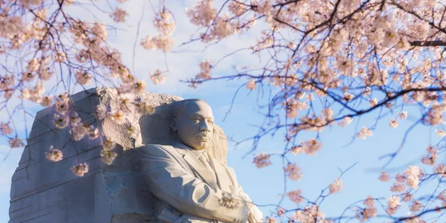 Washington DC Cherry Blossom Bus Tour with Tidal Basin Walk - Image 1