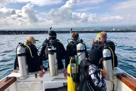 Hilo Tropical Reef Boat Dive thumbnail 1