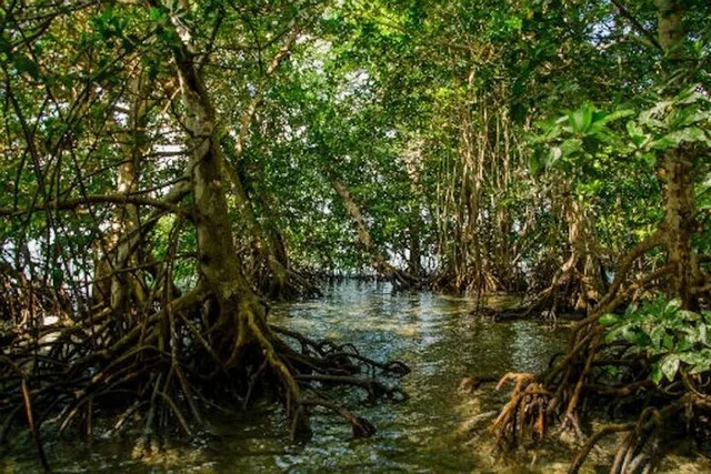 Key West Eco Tour Wildlife Refuge Adventure 3 hr - Image 6