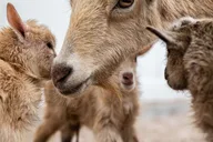 Phoenix Zoo Admission Ticket thumbnail 3