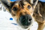 Seward Helicopter Glacier Dogsled Tour thumbnail 6
