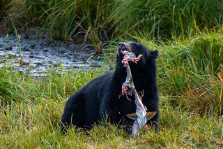 Ketchikan Alaskan Wildlife & Scenery Private Tour