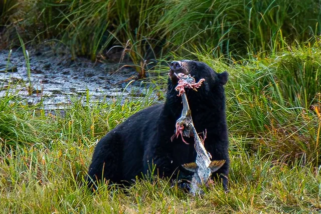 Ketchikan Alaskan Wildlife & Scenery Private Tour - Image 1