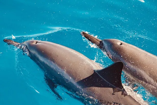 Oahu Dolphin Watching and Turtle Snorkeling - Image 3
