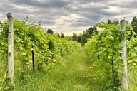 Vermont Wine & Cider Tour thumbnail 2