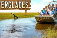 Miami Everglades Airboat Gator Spotting Tour thumbnail 5