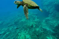 Maui Kayak and Snorkel Tour at Turtle Town thumbnail 4