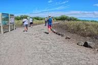 Kona Sea Turtles and Coffee Tour thumbnail 5