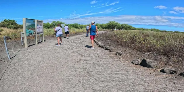 Kona Sea Turtles and Coffee Tour - Image 5