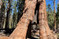 San Francisco Yosemite Giant Sequoias Private Tour 13 hr thumbnail 4