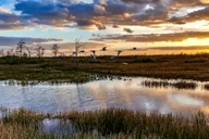 Everglades Airboat Adventure in Weston 1 hr thumbnail 3