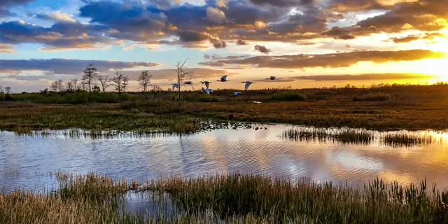 Everglades Airboat Adventure in Weston 1 hr - Image 3
