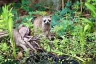 New Orleans Swamp Tour on Pontoon Boat thumbnail 4