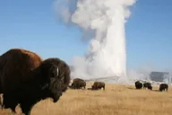 Cody Yellowstone National Park Full-Day Tour thumbnail 1