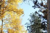 Colorado Springs Mindfulness with Rescue Mustangs thumbnail 4