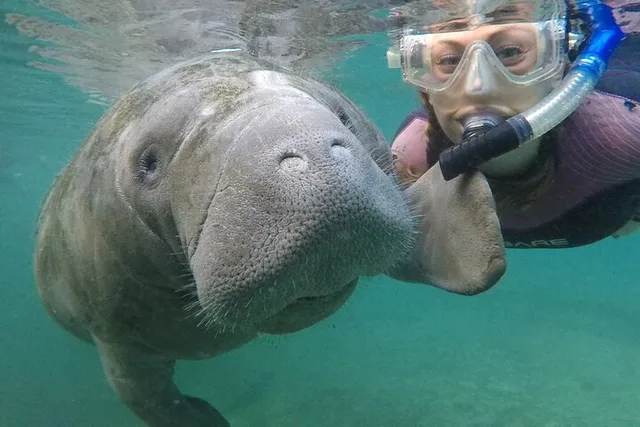 Crystal River Manatee Snorkel Tour with Guide - Image 1