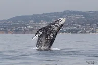 Dana Point Whale and Dolphin Watching Tour 2 hr thumbnail 6