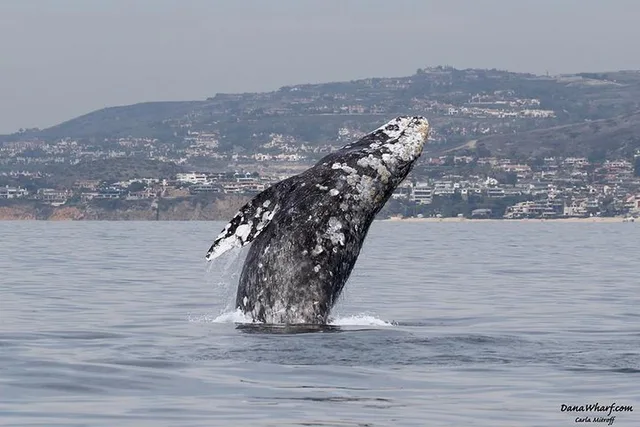 Dana Point Whale and Dolphin Watching Tour 2 hr - Image 6